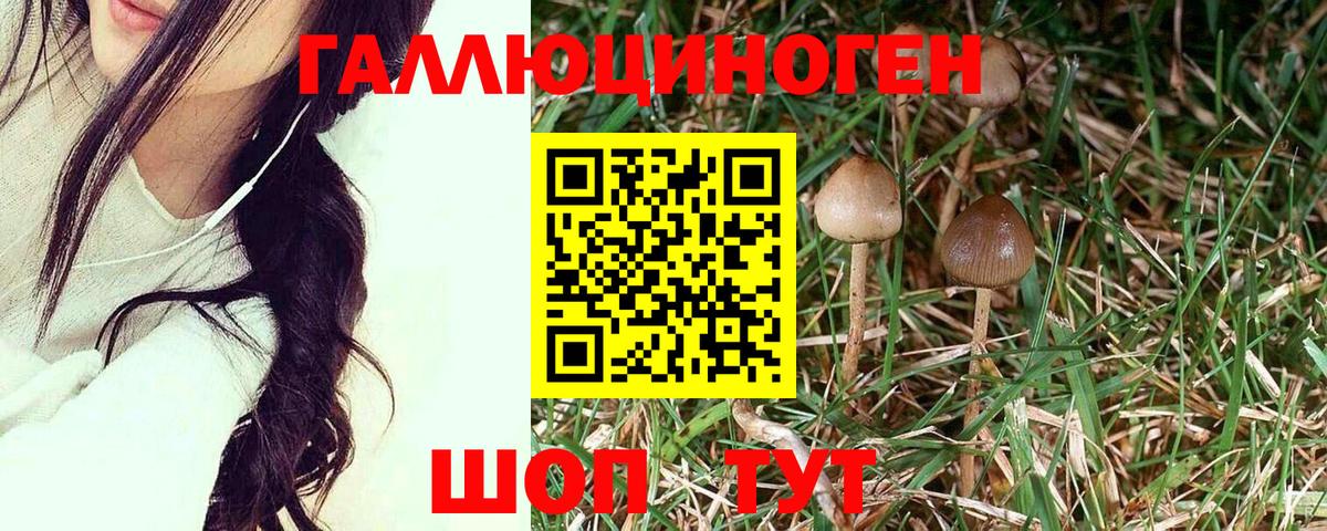 Назрань  Псилоцибиновые грибы Magic Shrooms  цены   Вход с VPN  Псилоцибиновые грибы Psilocybine cubensis 